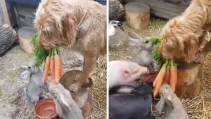 Pies przynosi marchewkę i zaczyna karmić swoich najmniejszych przyjaciół. To nag